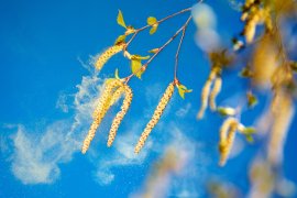 Understanding Seasonal Allergies: Identification and Management Strategies