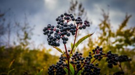 Evaluating the Benefits of Vitamin C, Zinc, and Elderberry in Cold Management